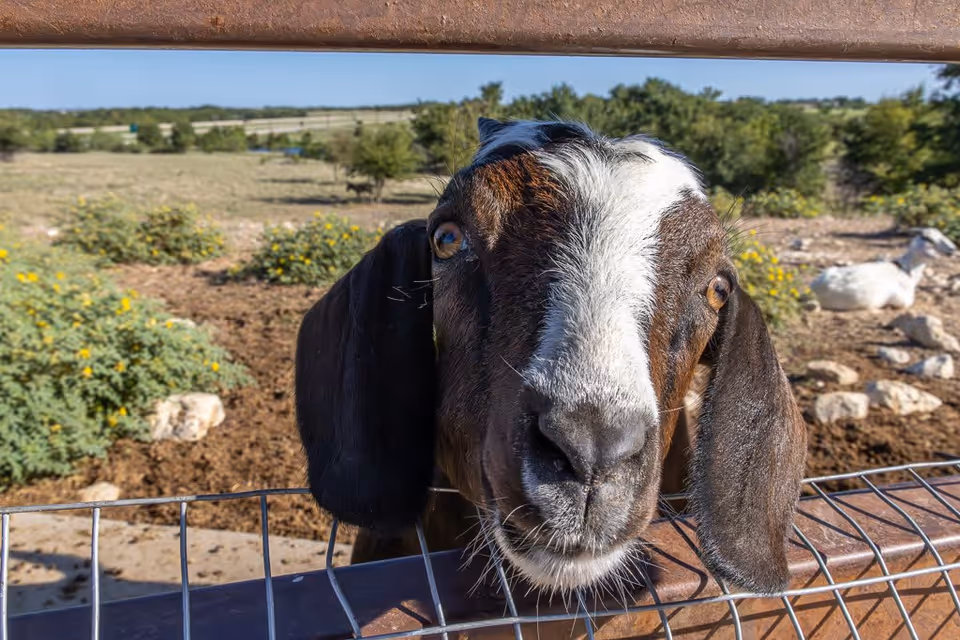 Close-up of a brown and white goat with long ears leaning over a metal fence in an outdoor area with bushes, rocks, and another goat lying down in the background under a clear blue sky.