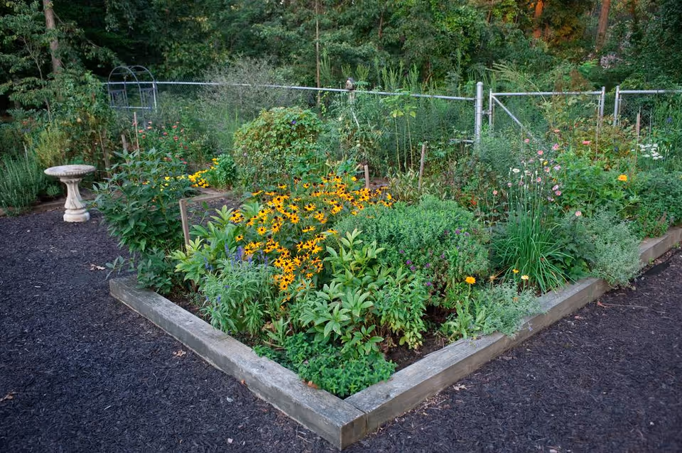 Raised triangular garden bed filled with blooming yellow flowers and green plants, bordered by wooden timbers with a birdbath and chain-link fence in the background.