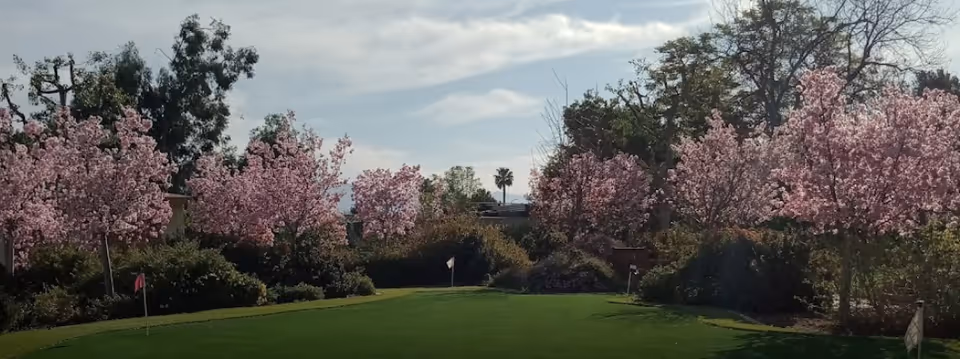 A well-maintained outdoor garden area with lush green grass and several pink blossoming trees under a partly cloudy sky.
