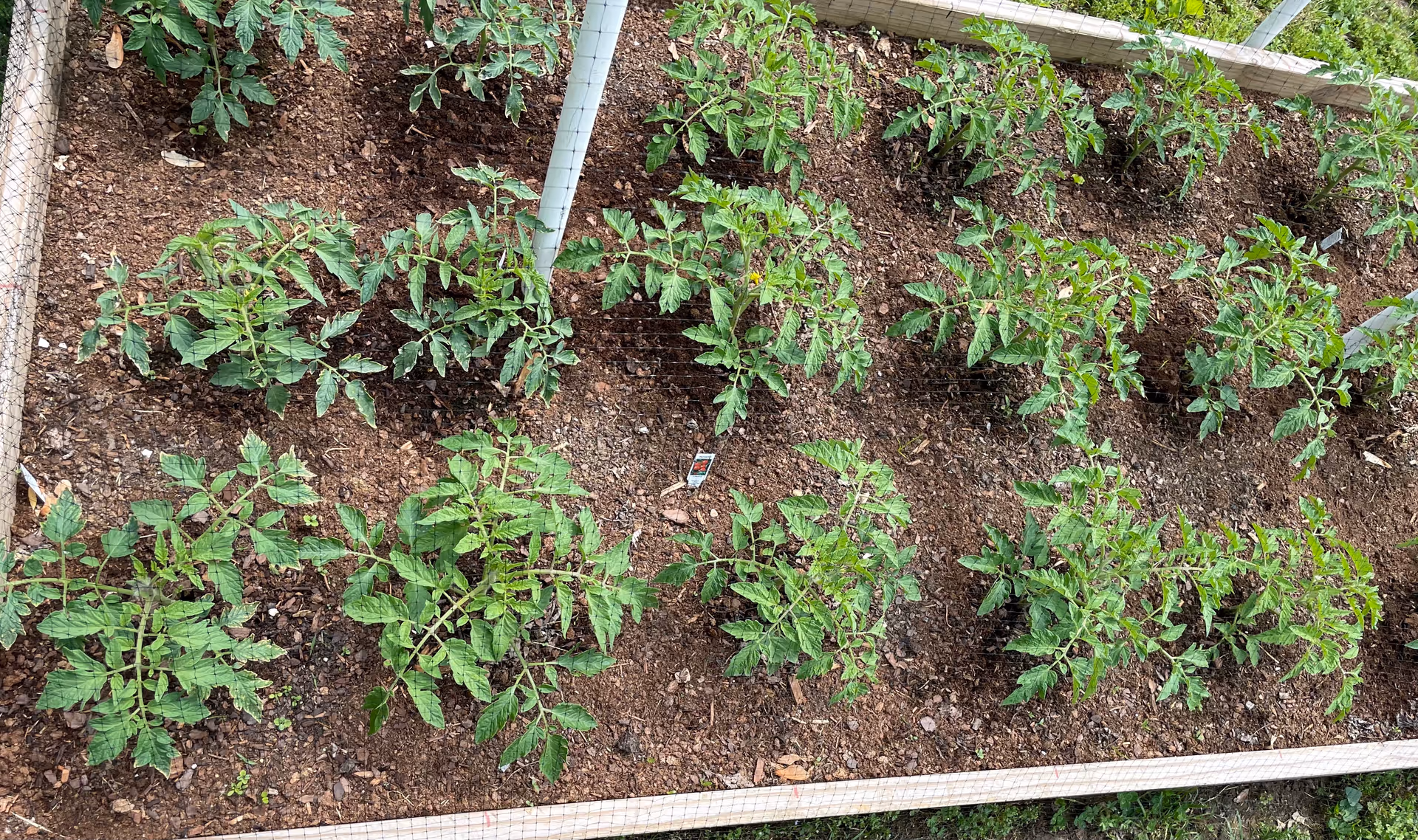 Raised garden bed containing neat rows of young tomato plants in soil.