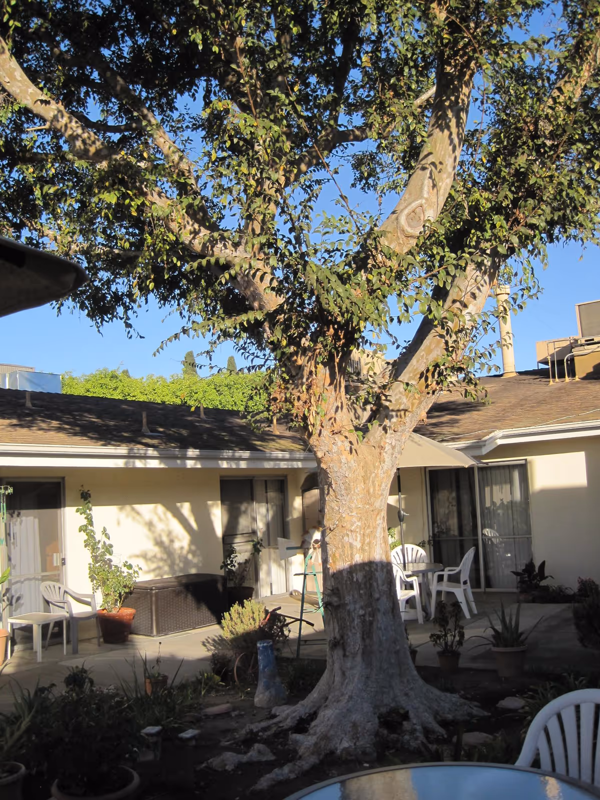 Courtyard with a large tree surrounded by patio chairs, potted plants, and a single-story building with sliding glass doors.