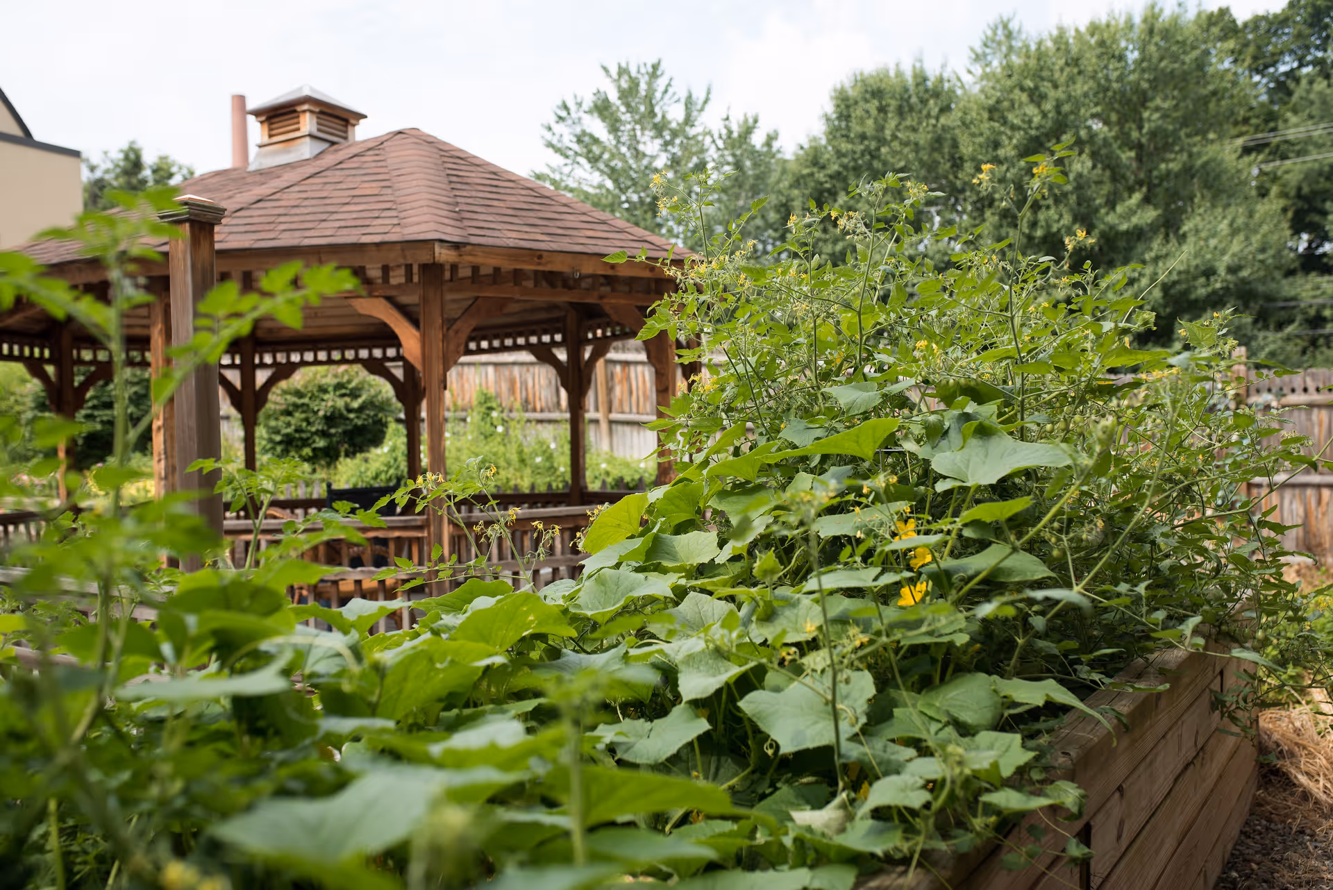 A wooden gazebo with a shingled roof is situated in a garden area with lush green plants and foliage in the foreground. A wooden fence and trees are visible in the background under a partly cloudy sky.