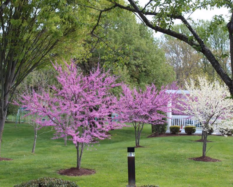 Grassy yard with pink and white flowering trees and a white porch gazebo in the background.