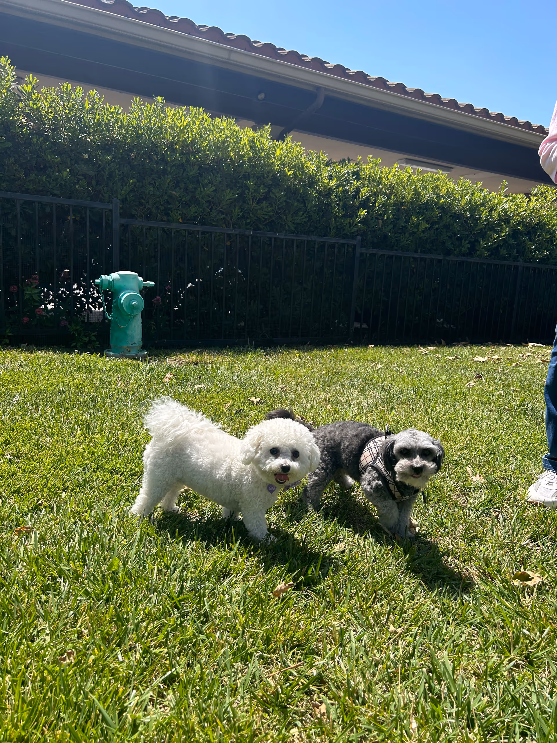 Two small dogs standing on green grass in a sunny outdoor area with a green fire hydrant and a hedge in the background. Part of a person wearing jeans and white shoes is visible on the right side.