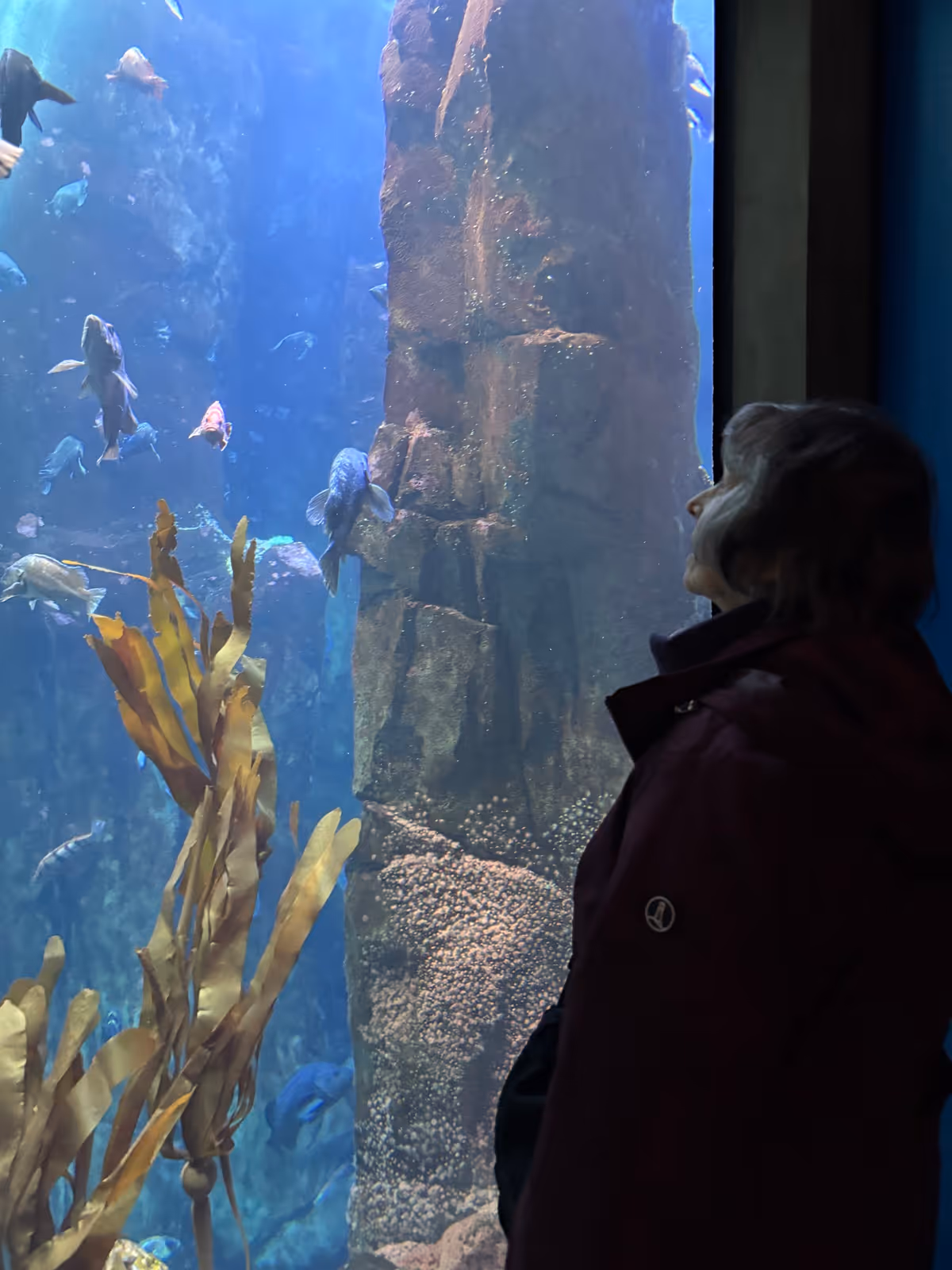 An elderly person wearing a dark jacket is standing indoors, looking at a large aquarium tank filled with various fish and underwater plants, including tall seaweed and a large rock formation inside the tank.