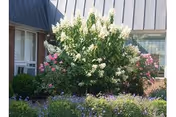 A garden area with blooming white and pink flowers in front of a building with large windows and a dark roof.