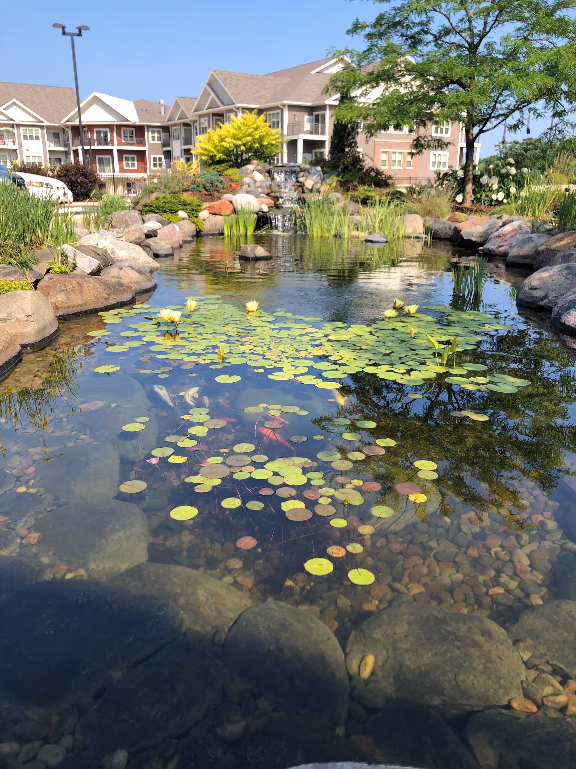 A serene outdoor pond with lily pads and blooming yellow water lilies surrounded by rocks and greenery. In the background, there are multi-story residential buildings with balconies, trees, and a clear blue sky.