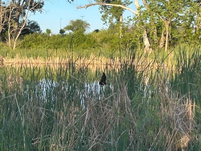 A natural outdoor scene featuring tall green grasses and reeds surrounding a small body of water, with trees and bushes in the background under a clear blue sky.