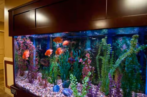 Large aquarium filled with colorful fish and aquatic plants in a facility lobby.