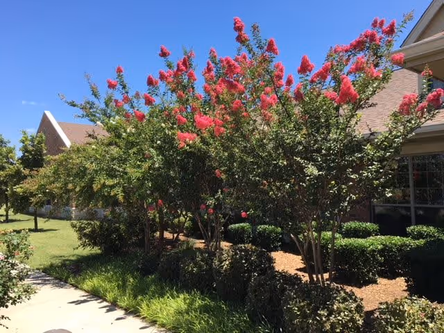 Outdoor view of a landscaped garden area with blooming red flowers on trees, green bushes, and a sidewalk next to a building under a clear blue sky.