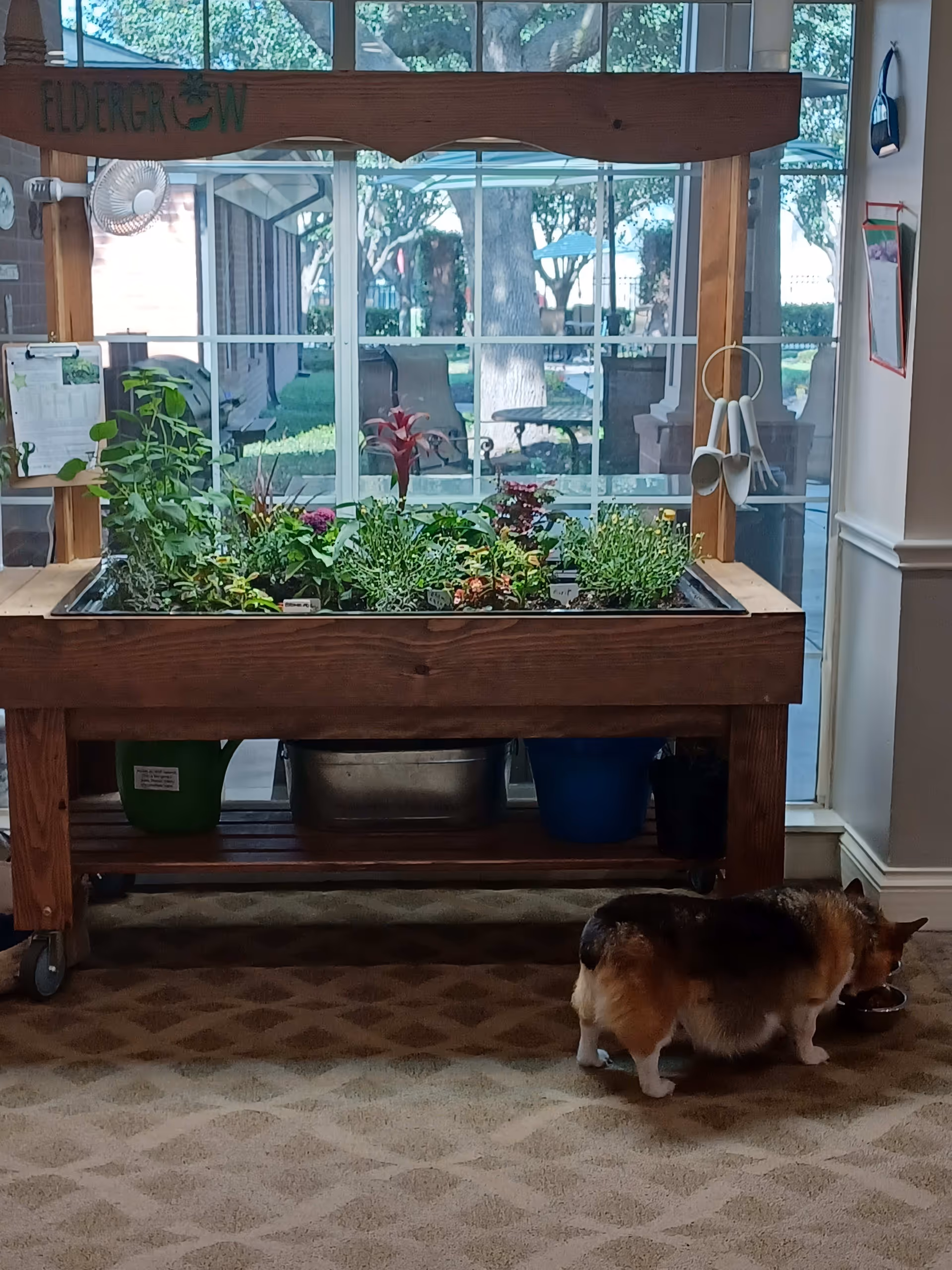 Indoor gardening station with various plants growing in a wooden planter labeled 'Eldergrow' in front of a large window showing an outdoor patio area. A small dog is eating from a bowl on the carpeted floor nearby.