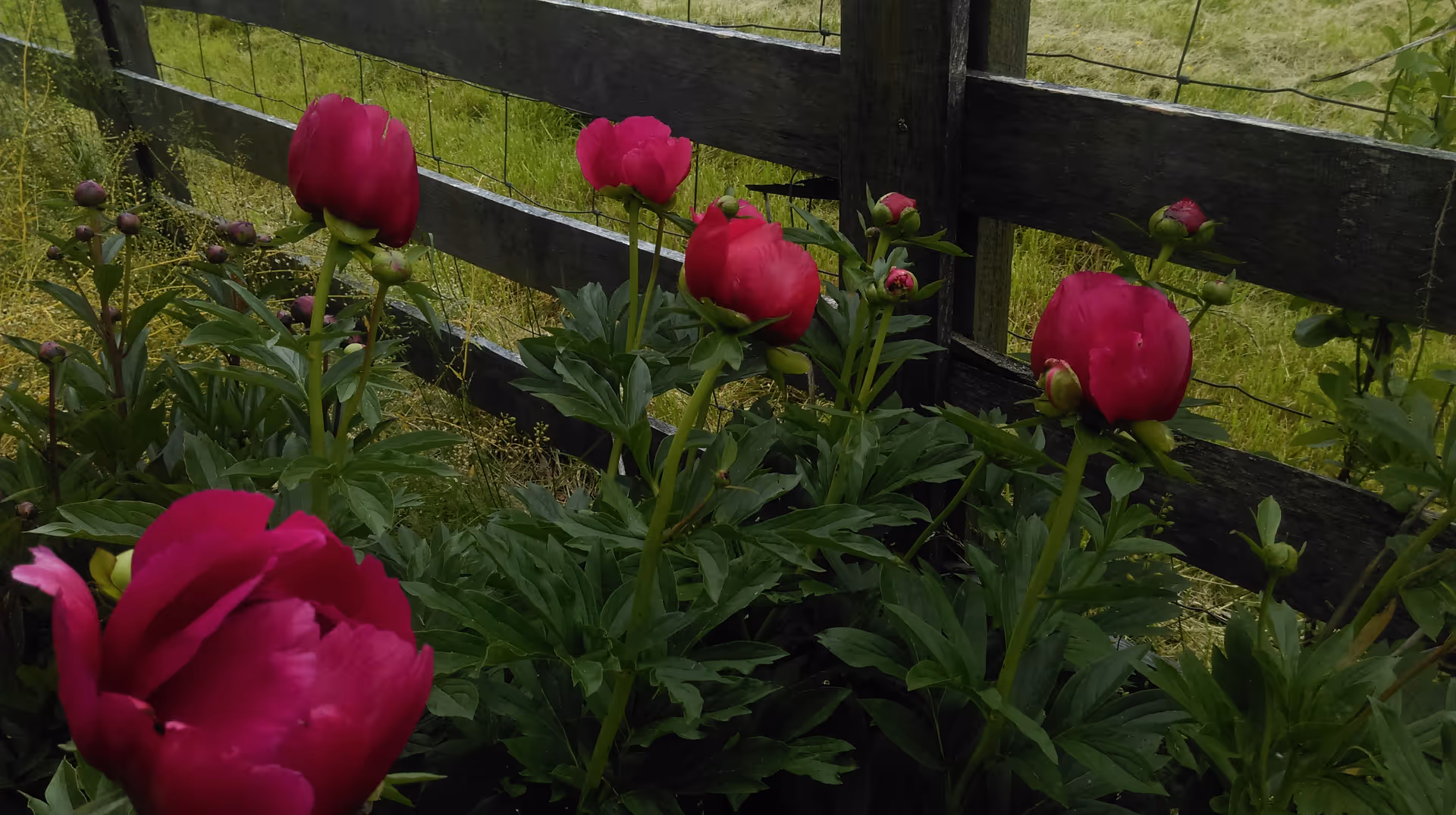 A close-up view of vibrant red peony flowers growing in front of a rustic wooden fence with green grass in the background.