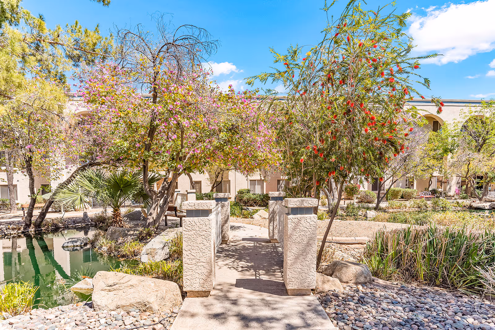 A serene outdoor garden area at Solstice Senior Living at Sun City West featuring a small bridge over a pond surrounded by rocks, flowering trees with pink and red blossoms, and a beige building with arches in the background under a bright blue sky with scattered clouds.