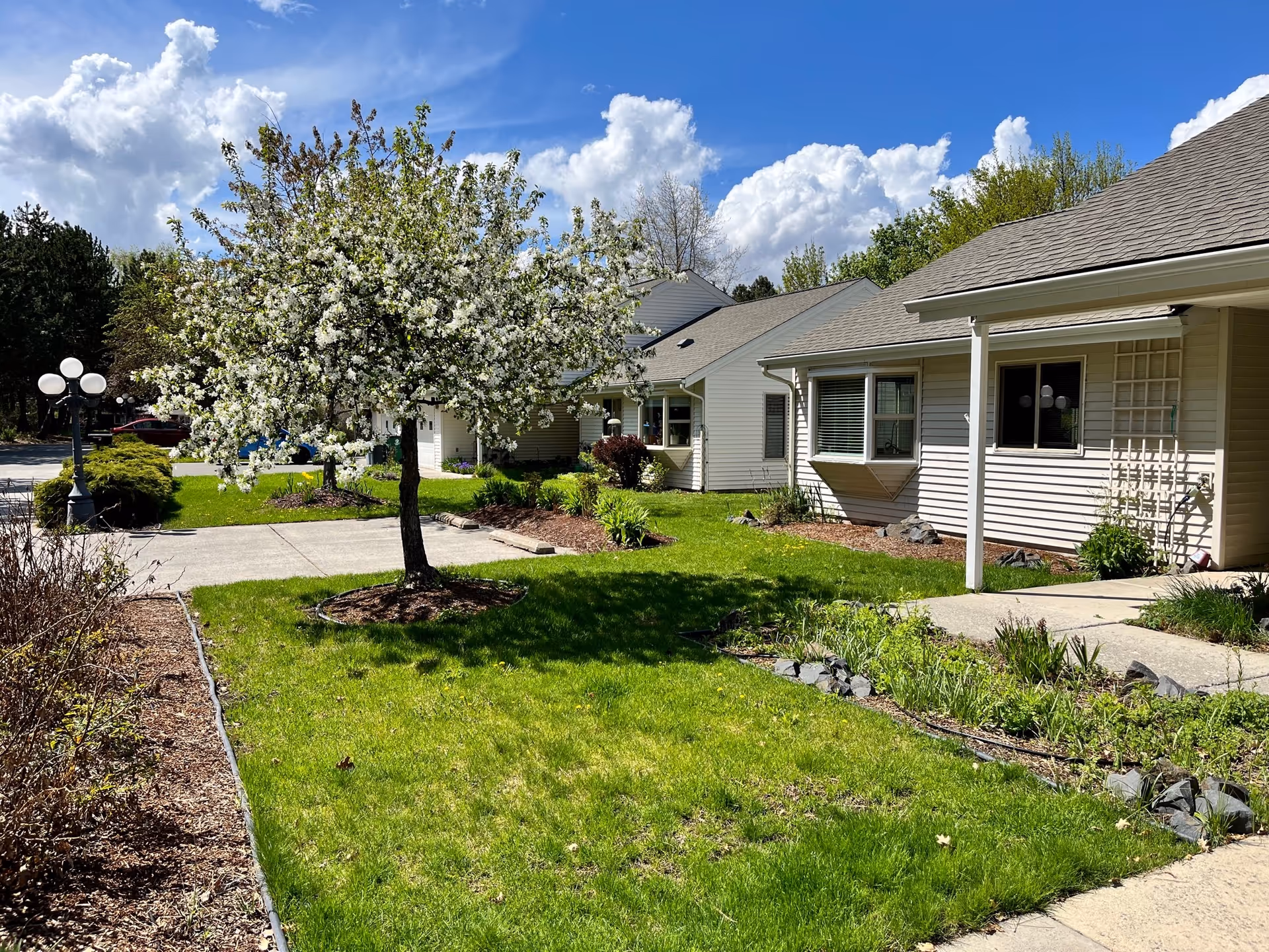 Sunny courtyard with a blooming white-flowered tree and green lawn in front of single-story retirement homes and walkways.