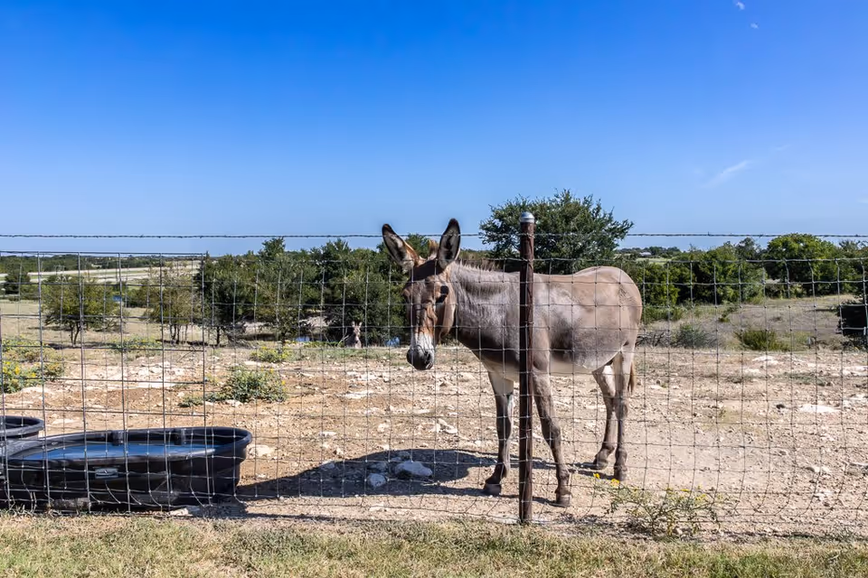 A donkey standing behind a wire fence in a dry, rocky outdoor area with some sparse vegetation and trees in the background under a clear blue sky.