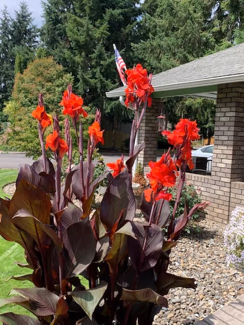 Bright red flowers with dark green and purple leaves growing in a landscaped garden bed with rocks, next to a brick building with a covered porch and an American flag in the background.