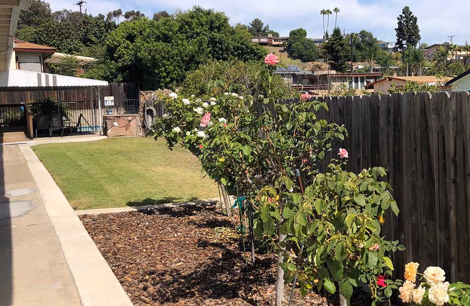 Fenced backyard with a concrete walkway, lawn, and a row of rose bushes planted in a mulch bed alongside a wooden fence.