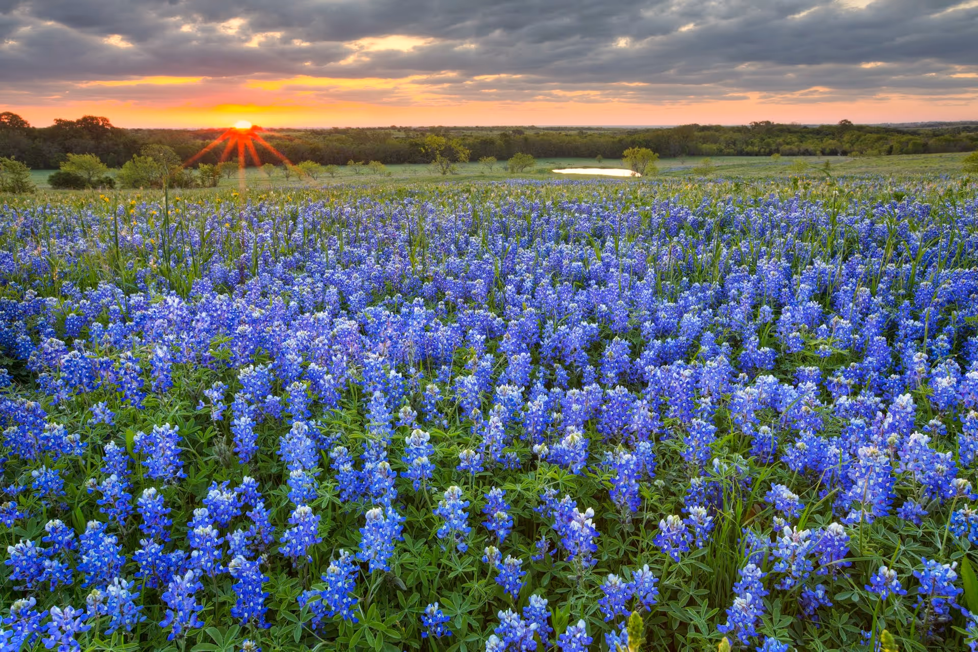 A vast field of vibrant bluebonnet flowers under a partly cloudy sky with the sun setting on the horizon, casting a warm orange glow over the landscape.