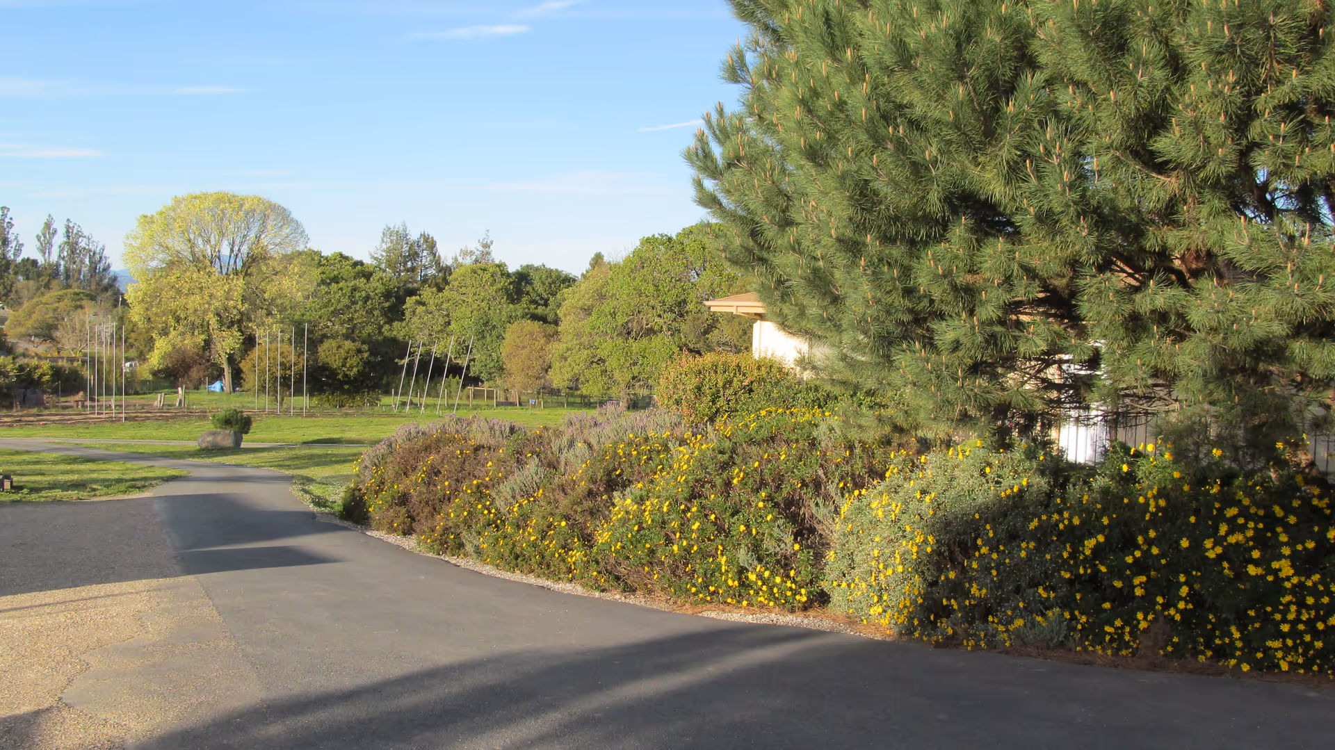 A paved pathway curves through a garden area with green grass, bushes with yellow flowers, and tall trees under a clear blue sky.