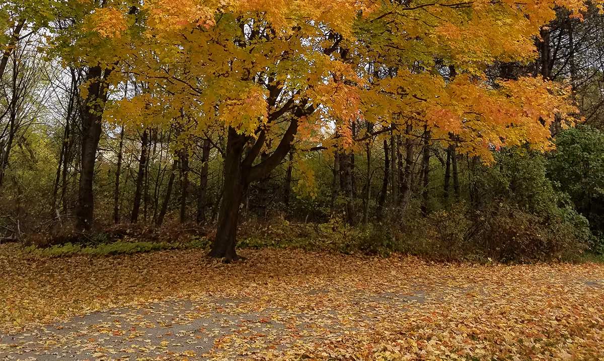 A scenic outdoor area featuring a tree with vibrant yellow and orange autumn leaves. The ground is covered with fallen leaves, and there are other trees and dense foliage in the background.