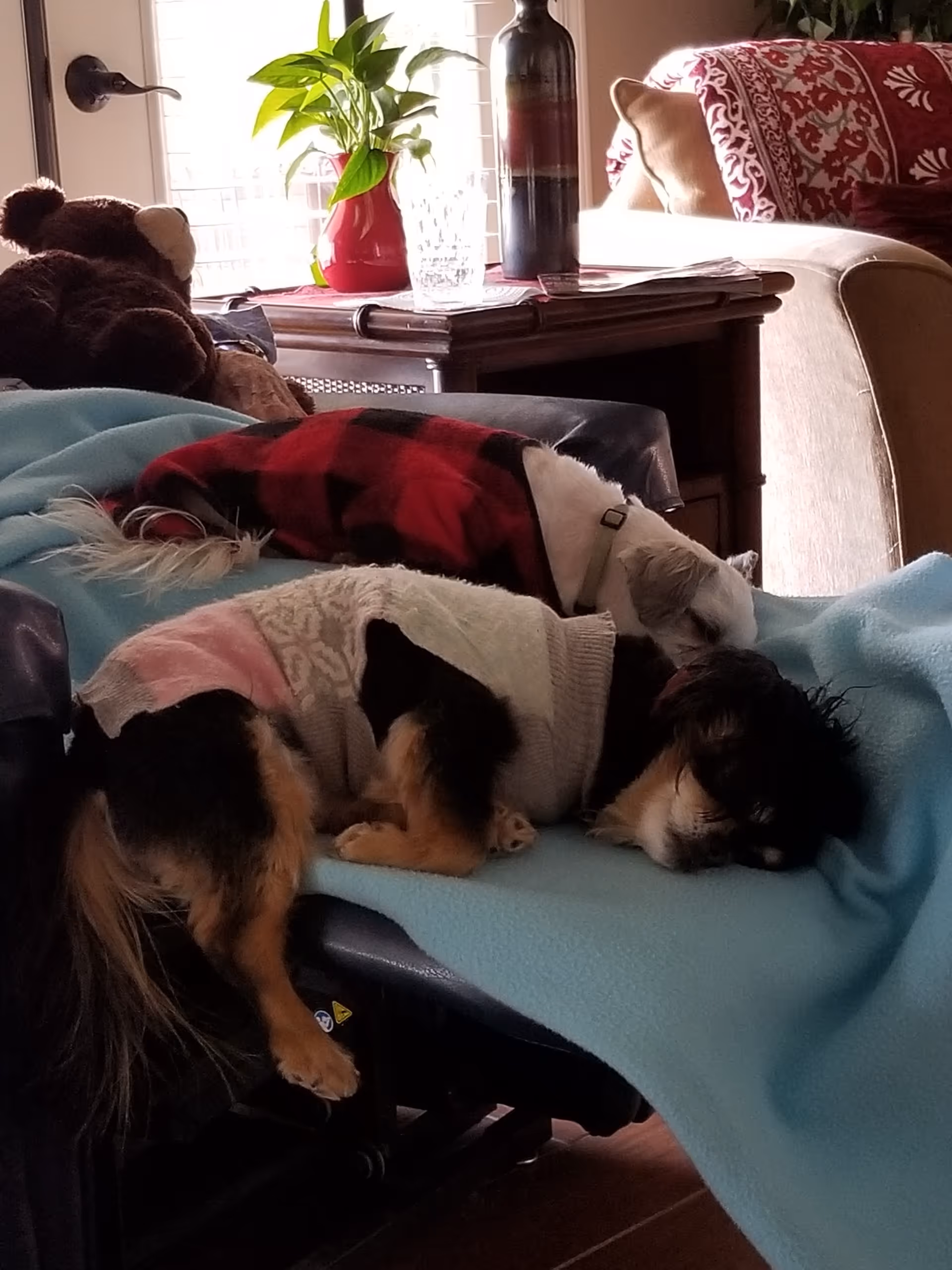 Two small dogs wearing sweaters are sleeping on a blue blanket draped over a recliner chair in a cozy living room. Behind them is a side table with a red vase holding a green plant, a glass, and a bottle. A beige couch with red and white patterned pillows is visible in the background.