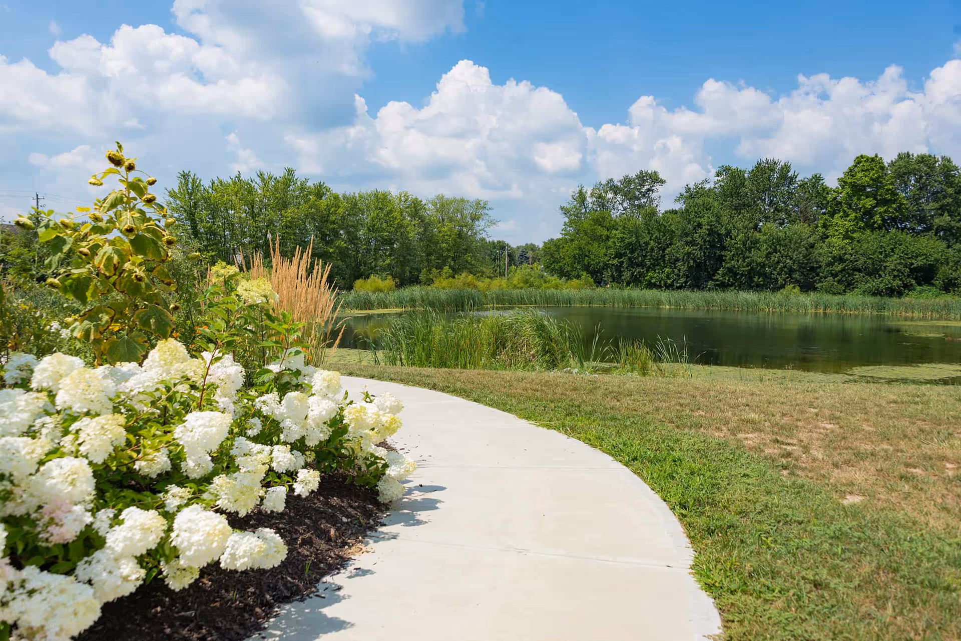 Curved concrete path beside white hydrangea bushes leading to a pond with trees under a blue sky.