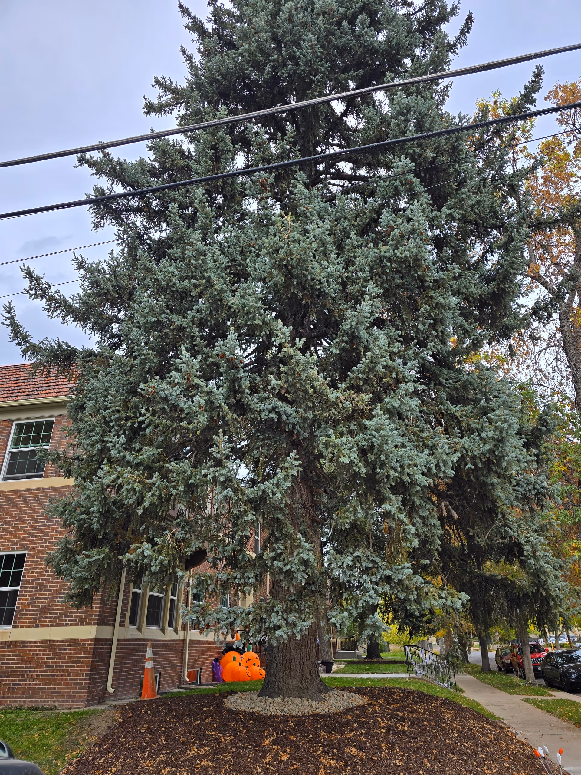 Large evergreen tree in front of a brick building with windows. There are Halloween decorations including inflatable pumpkins near the building's entrance. A sidewalk and parked cars are visible on the right side of the image.