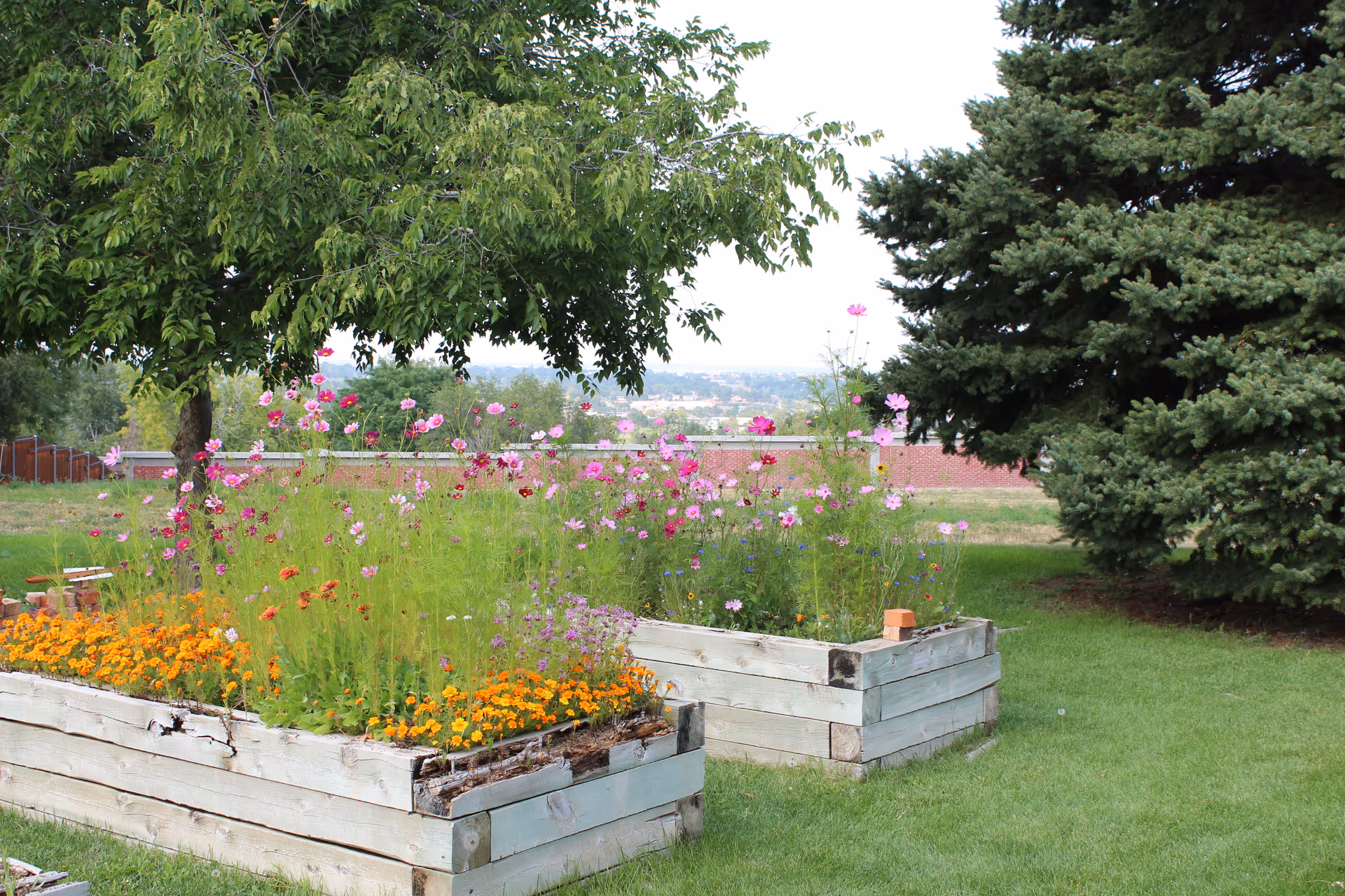 Two raised wooden garden beds filled with colorful flowers including orange, pink, and purple blooms, situated on a green lawn with trees in the background under a clear sky.