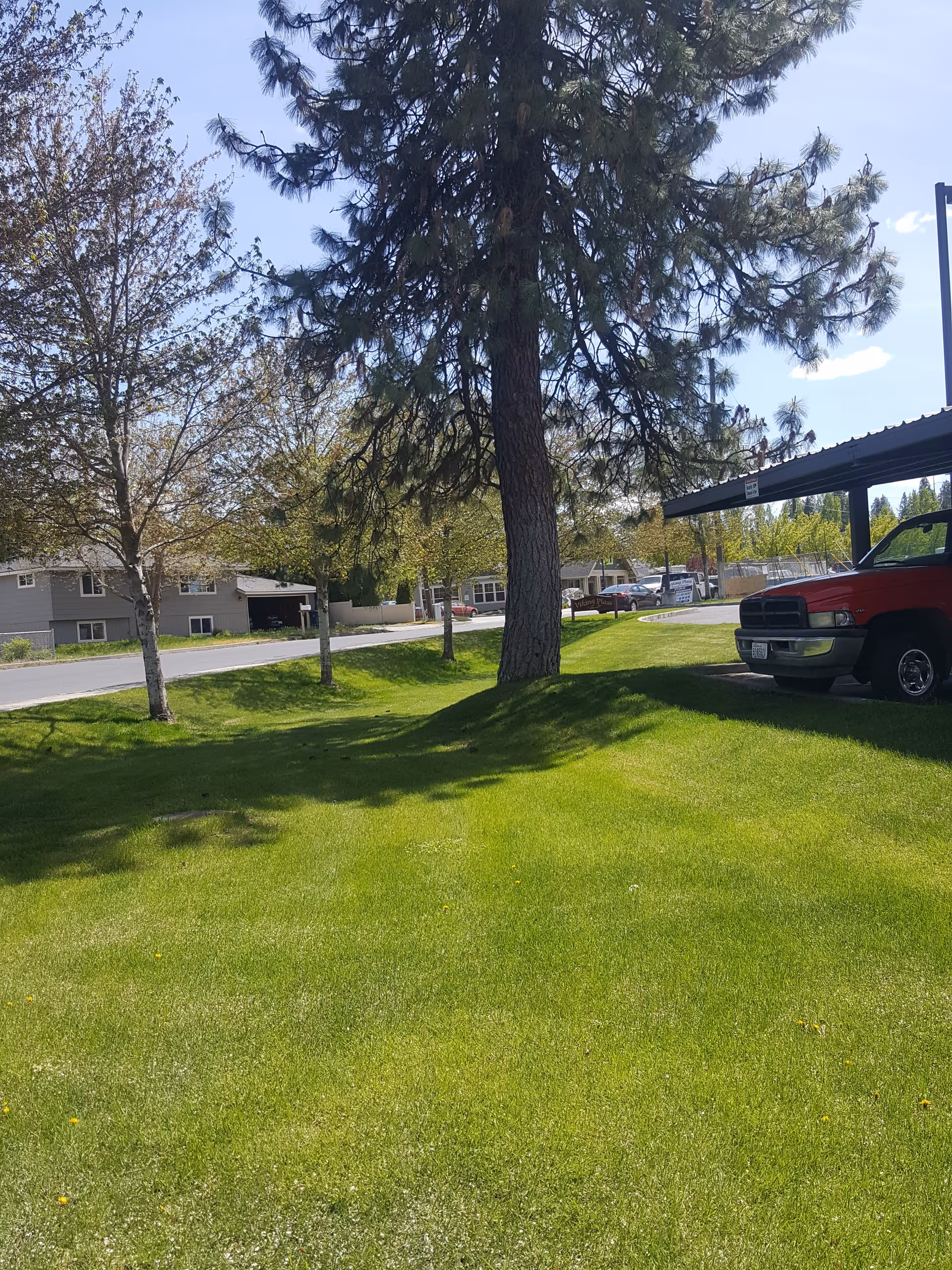 A grassy outdoor area with a large pine tree and smaller trees near a road. There is a red truck parked under a carport on the right side, and residential buildings are visible in the background under a clear blue sky.
