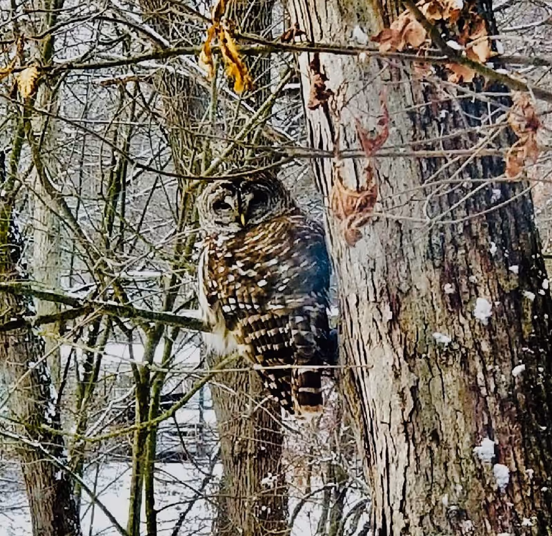 A barred owl perched on a tree trunk in a wooded area with leafless branches and patches of snow on the ground and tree bark.