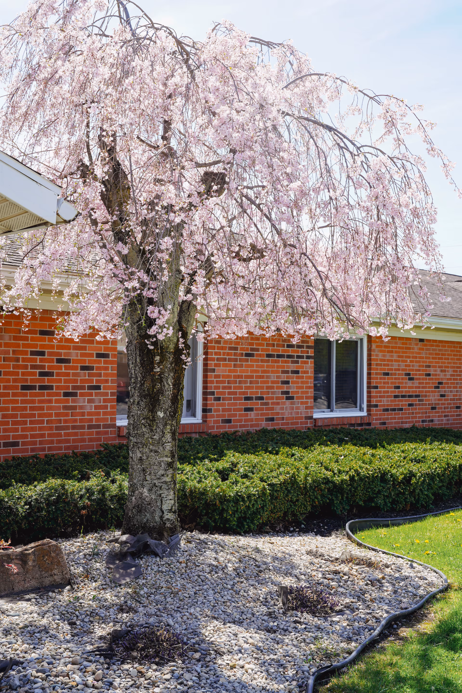 A pink weeping cherry tree in bloom stands in a rock garden in front of a red brick building with windows.