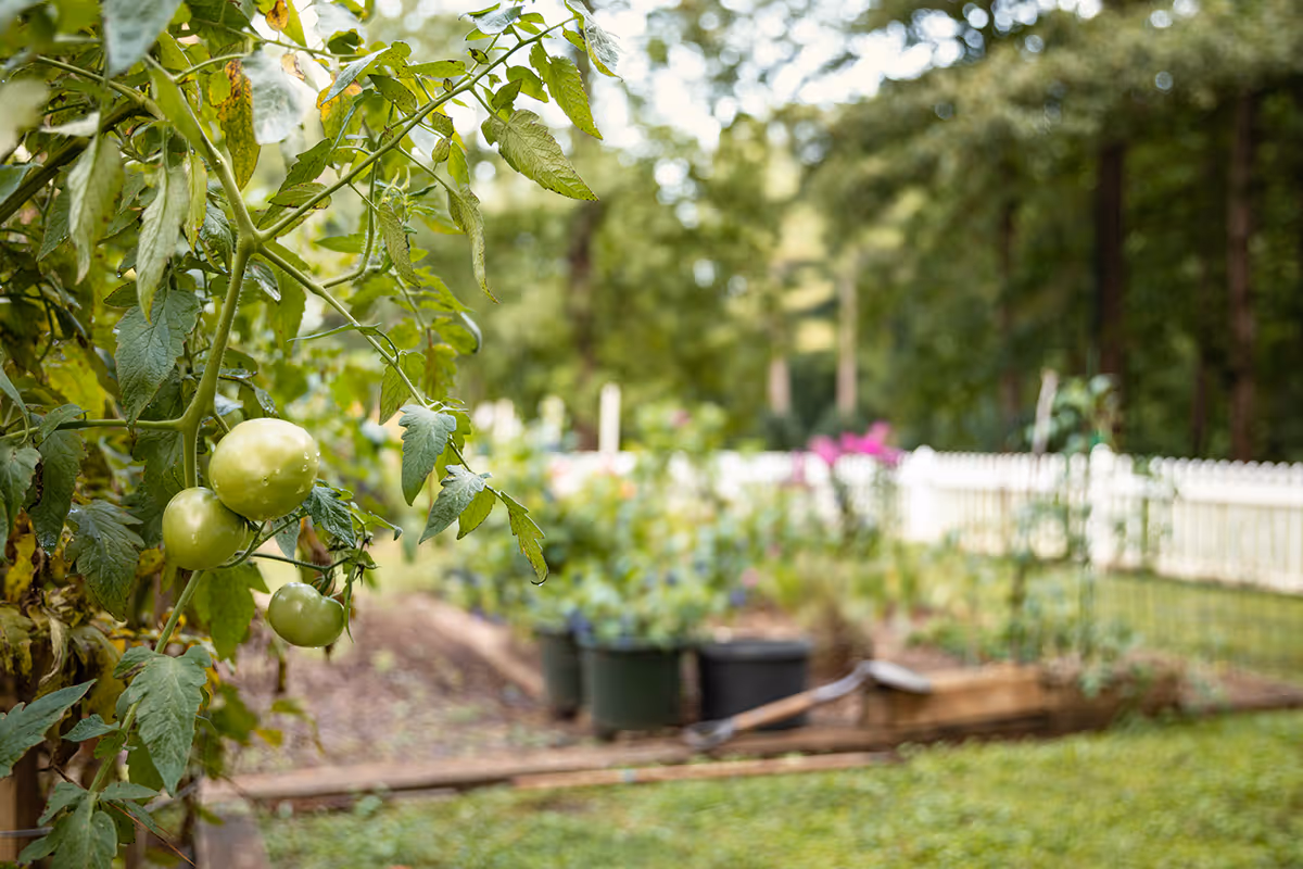 Close-up of green tomatoes growing on a vine in a garden with a white picket fence and various plants in the background.