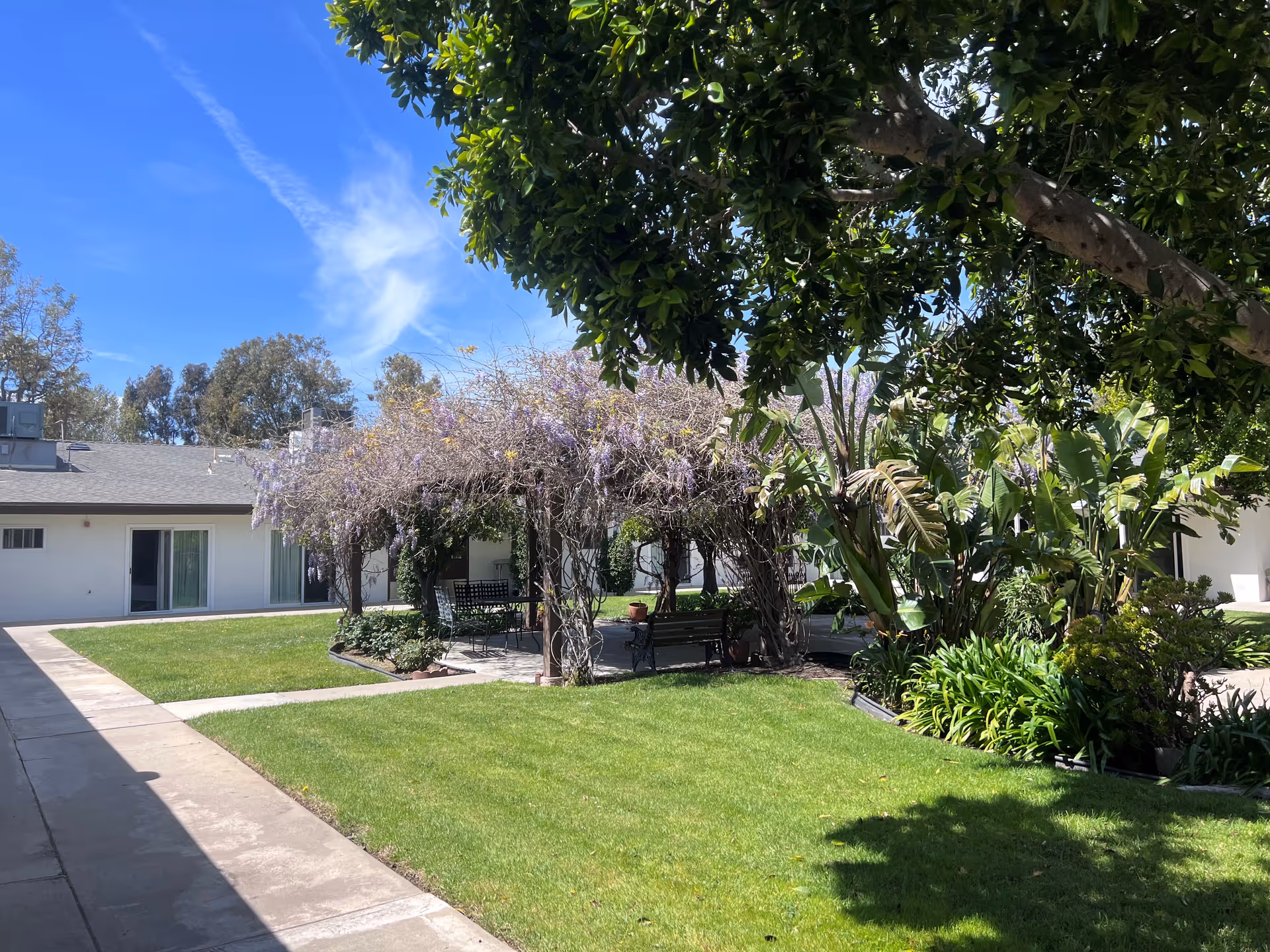Outdoor courtyard area with green grass, a pergola covered with flowering vines, benches underneath, and various trees and plants surrounding the space. A building with sliding glass doors is visible in the background under a clear blue sky.