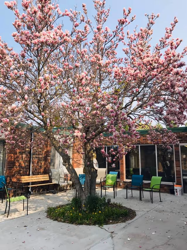 Outdoor courtyard area with a large tree in full pink blossoms at the center. Surrounding the tree are several chairs with green and blue cushions, a wooden bench, and a brick building with large windows in the background under a clear sky.