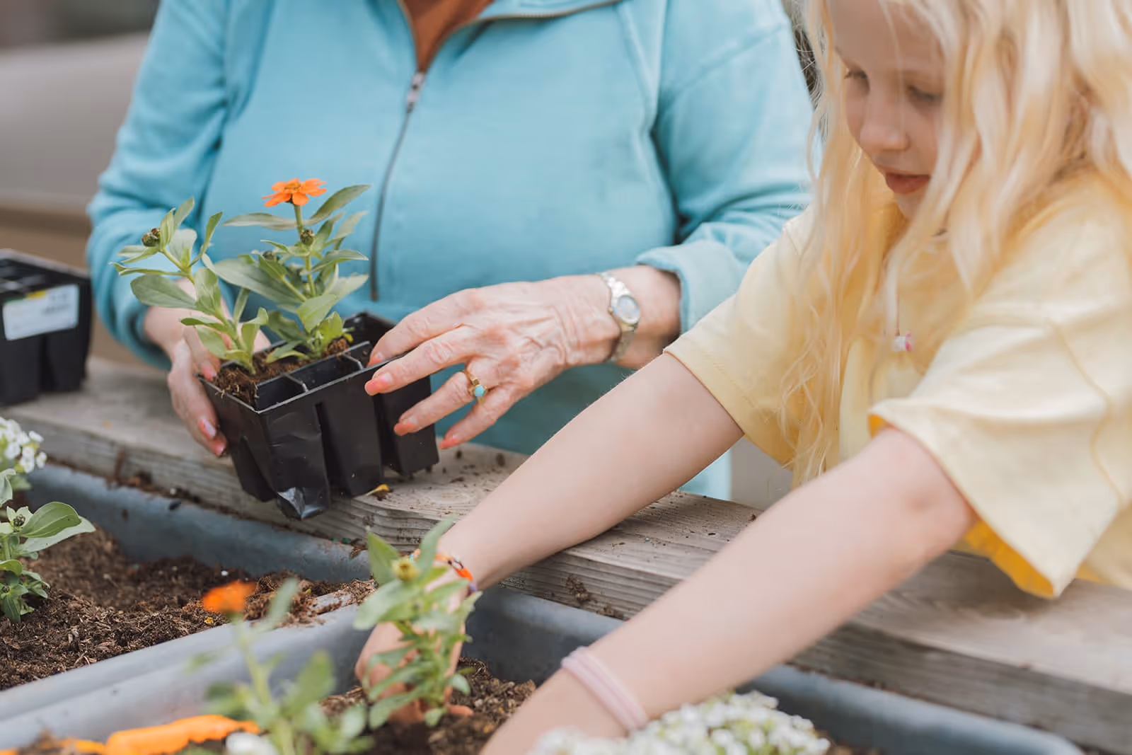 An elderly person and a young girl planting flowers together in a garden bed. The elderly person is holding a small black tray with orange flowers, while the girl is placing a flower into the soil.