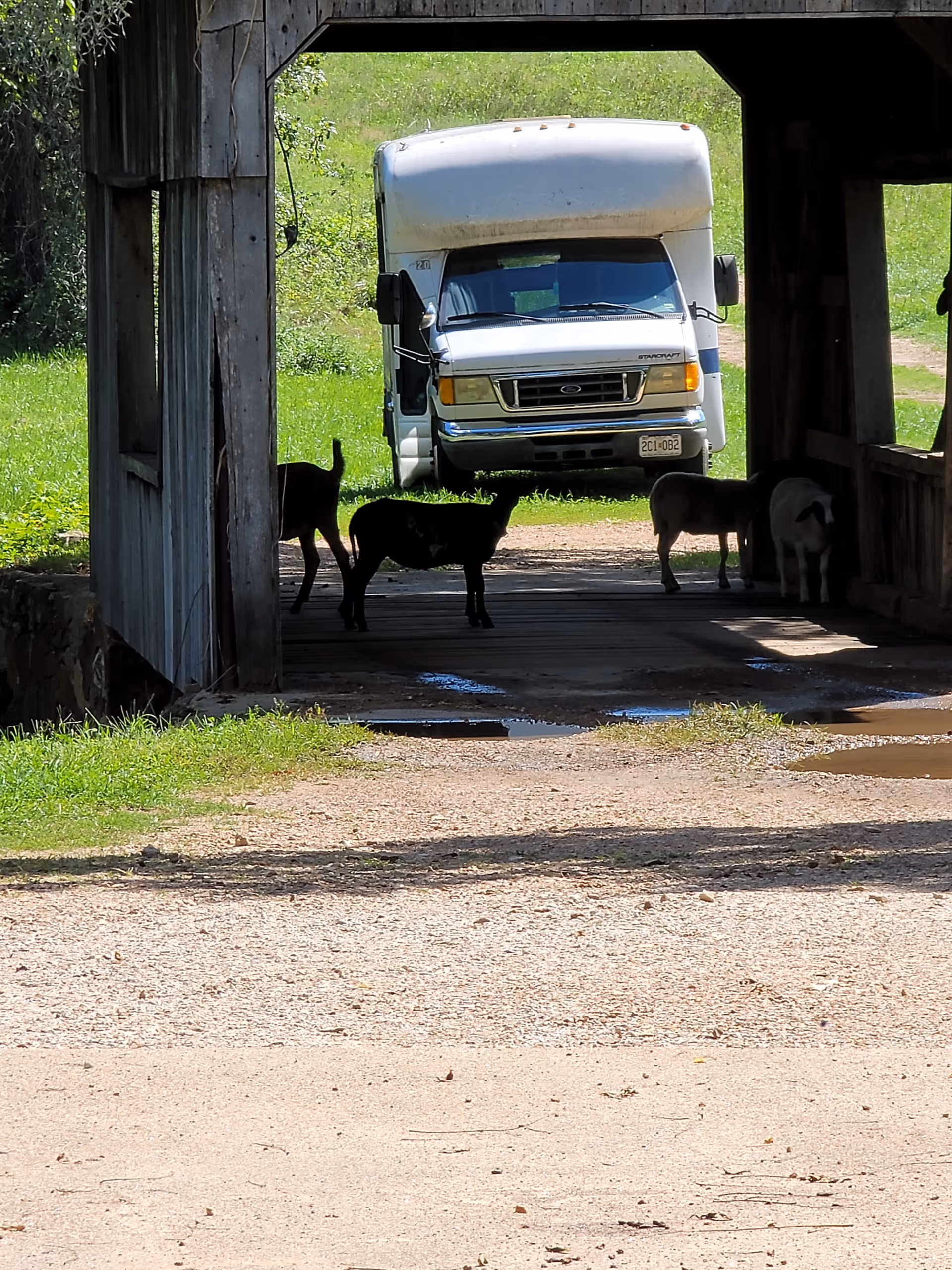 Covered wooden bridge frames a white RV parked on grass beyond while several goats stand in the bridge's shaded interior.