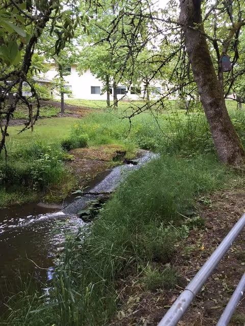 A small creek flowing through a green, grassy area with trees and bushes surrounding it. In the background, a white building is partially visible through the foliage. A metal railing runs along the right side of the image.
