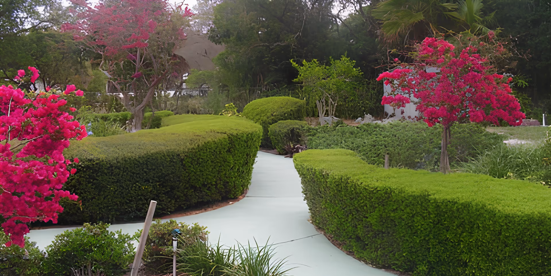 A garden pathway lined with neatly trimmed green hedges and vibrant pink flowering trees on both sides, surrounded by various green shrubs and trees in the background.