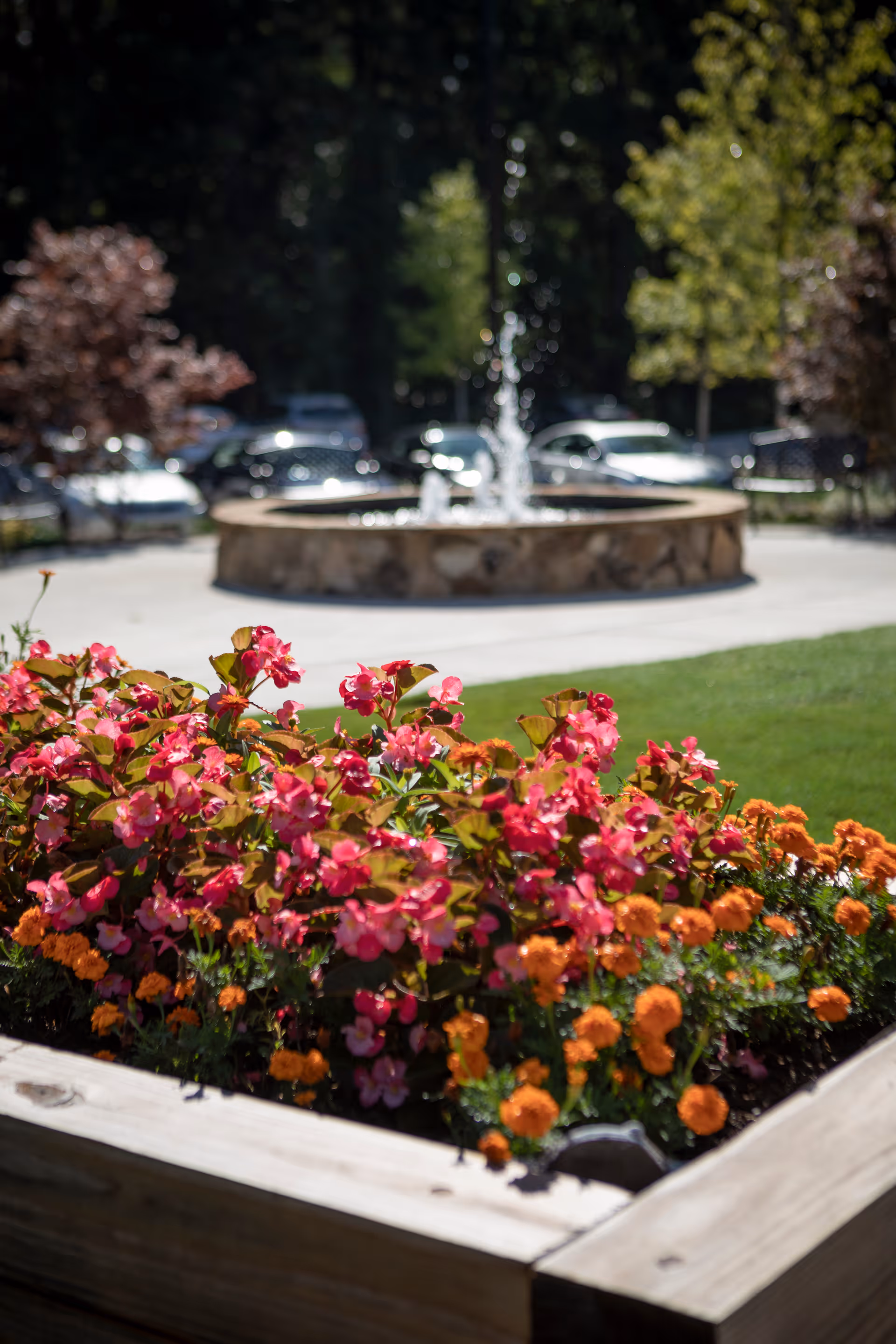 A raised wooden planter box filled with vibrant pink and orange flowers in the foreground, with a stone water fountain and parked cars visible in the blurred background, surrounded by trees and greenery.