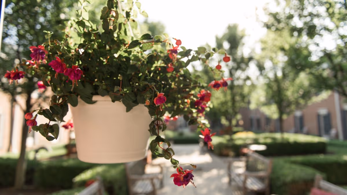 Close-up of a white hanging planter with pink fuchsia flowers in a sunlit courtyard with benches and trees.