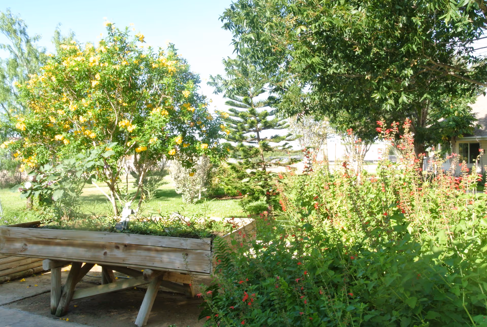 A bright outdoor garden area with various green plants and trees, including a tree with yellow flowers and a wooden raised planter box. The scene is sunny with clear blue skies.