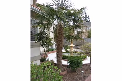 Small courtyard garden with a palm tree and a tiered fountain beside a residential building.