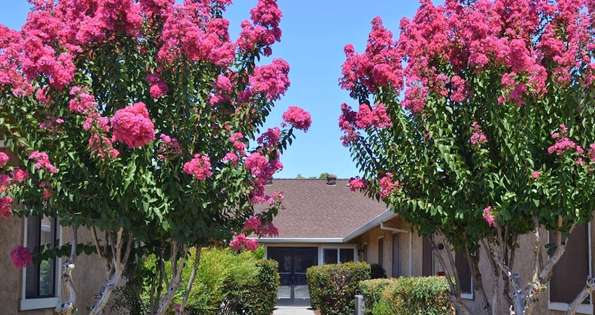 View of a senior living facility entrance framed by two large trees with bright pink flowers, green bushes lining the walkway, and a clear blue sky overhead.