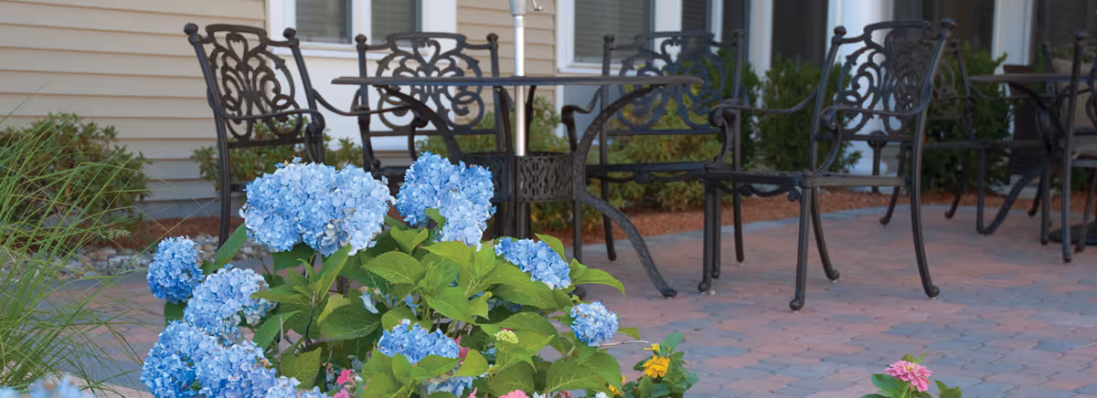Outdoor patio area with black wrought iron chairs and tables on a brick-paved surface, surrounded by blooming blue hydrangea flowers and other greenery near a beige building exterior.