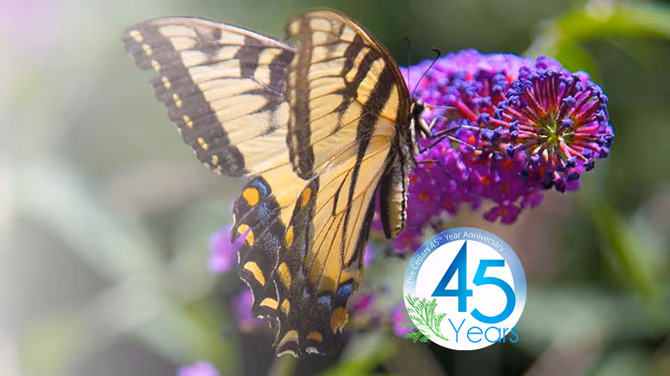 A close-up of a yellow and black butterfly perched on a vibrant purple flower with a blurred green background.