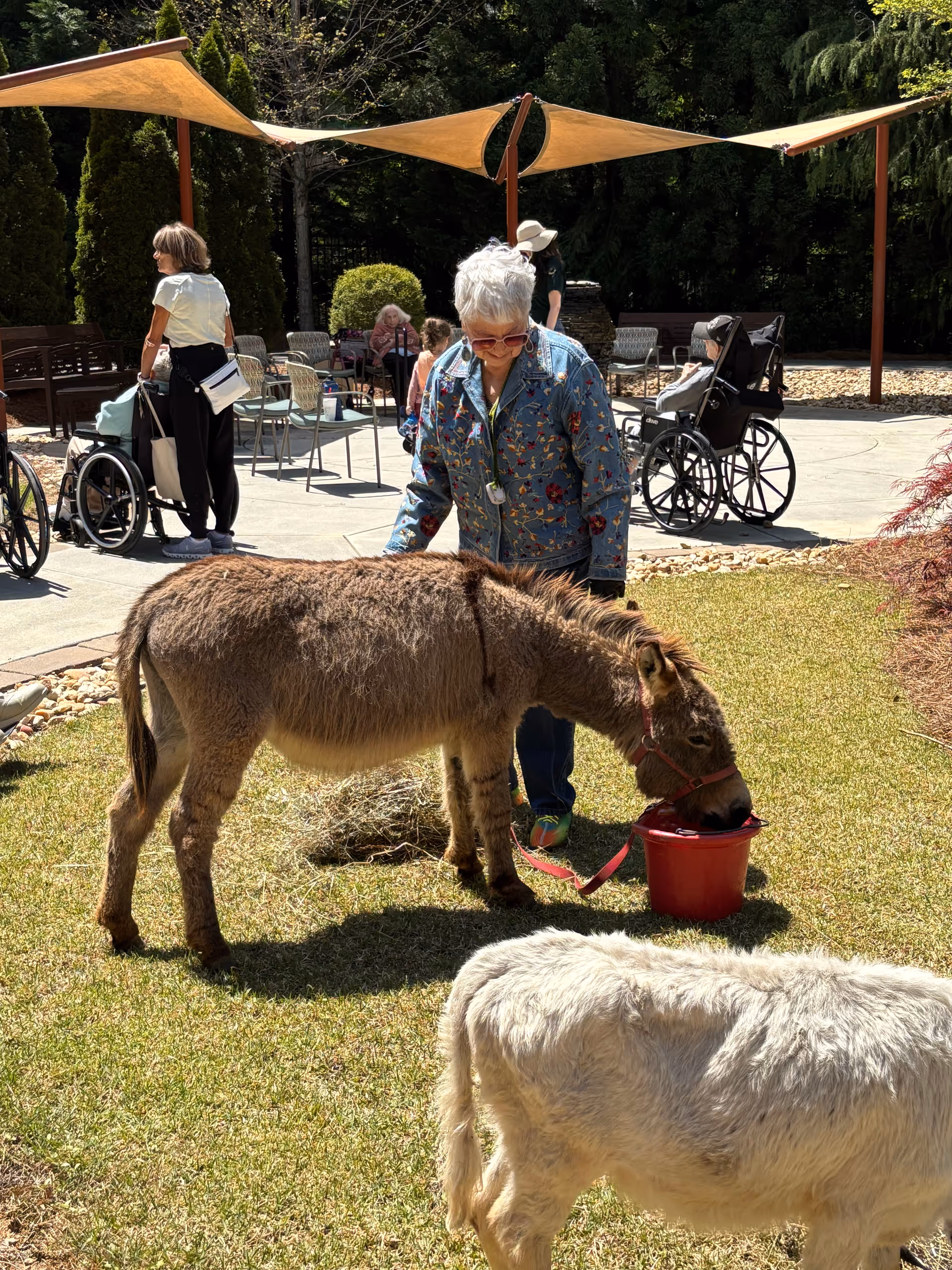 An elderly woman in a floral jacket interacts with a brown donkey drinking from a red bucket on a grassy area. Another white donkey is partially visible in the foreground. In the background, several elderly people are seated or in wheelchairs under shade sails in an outdoor patio area surrounded by trees and bushes.