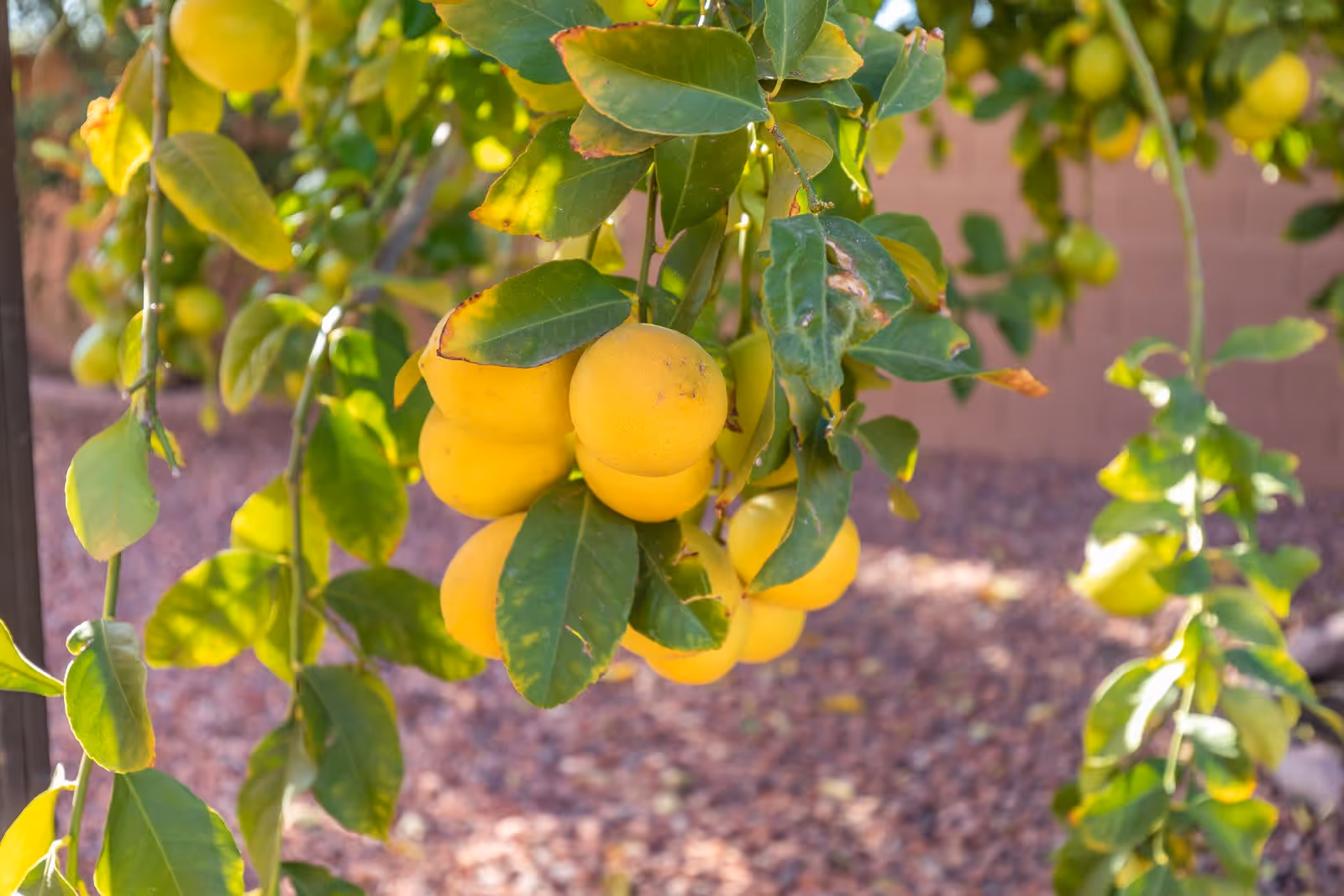 Close-up of a cluster of ripe yellow lemons hanging from a tree branch with green leaves, set against a background of gravel and a brick wall.