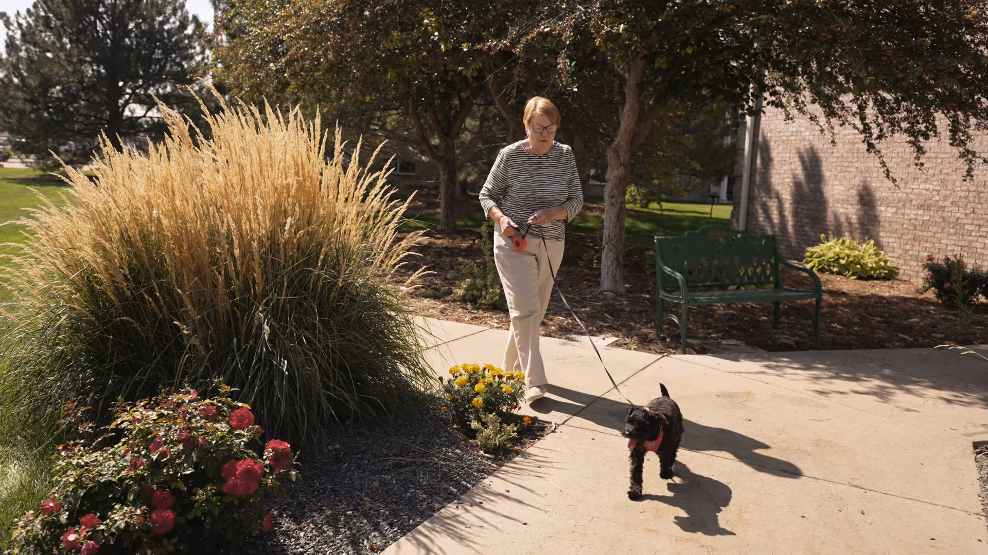 A woman walks a small black dog on a leash along a paved garden path beside ornamental grasses, flowers, a bench, and a brick building.