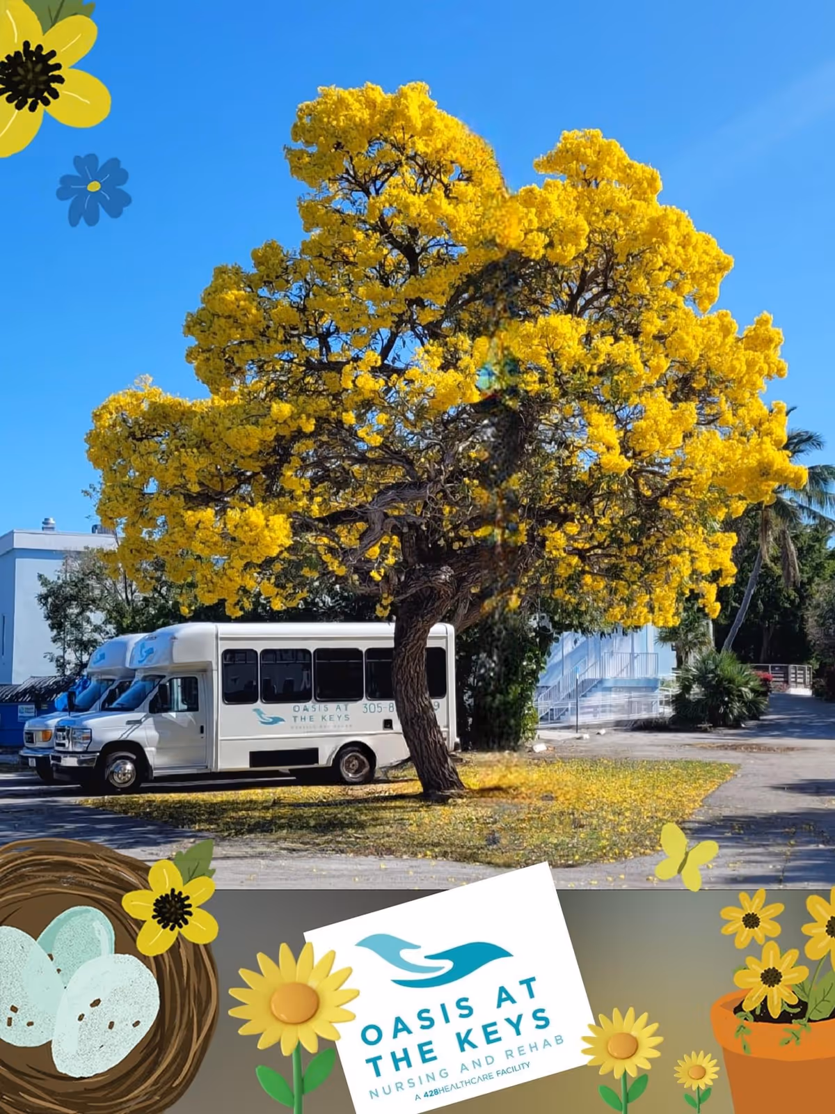 A bright yellow flowering tree stands prominently in a sunny outdoor area with a white shuttle bus parked nearby. The bus has the logo and name 'Oasis at the Keys Nursing & Rehab' on its side. The sky is clear and blue, and there are some additional trees and buildings in the background. The image is decorated with illustrated flowers, a bird's nest with eggs, and a sign with the facility's logo and name at the bottom.