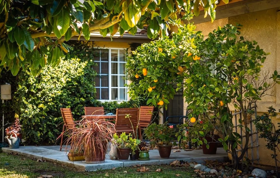 Outdoor patio area with a table and several wooden chairs surrounded by various potted plants and trees bearing orange fruit, adjacent to a building with a window covered in ivy.